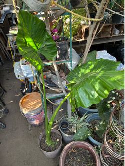 Plant