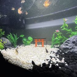 Fish Tank With Fish