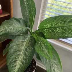 Very nice plant for home!   Potted 