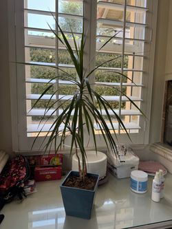 Tall Dragon Tree / Dracaena + Planter
