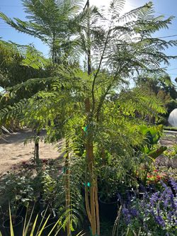 Jacaranda trees 40$ each
