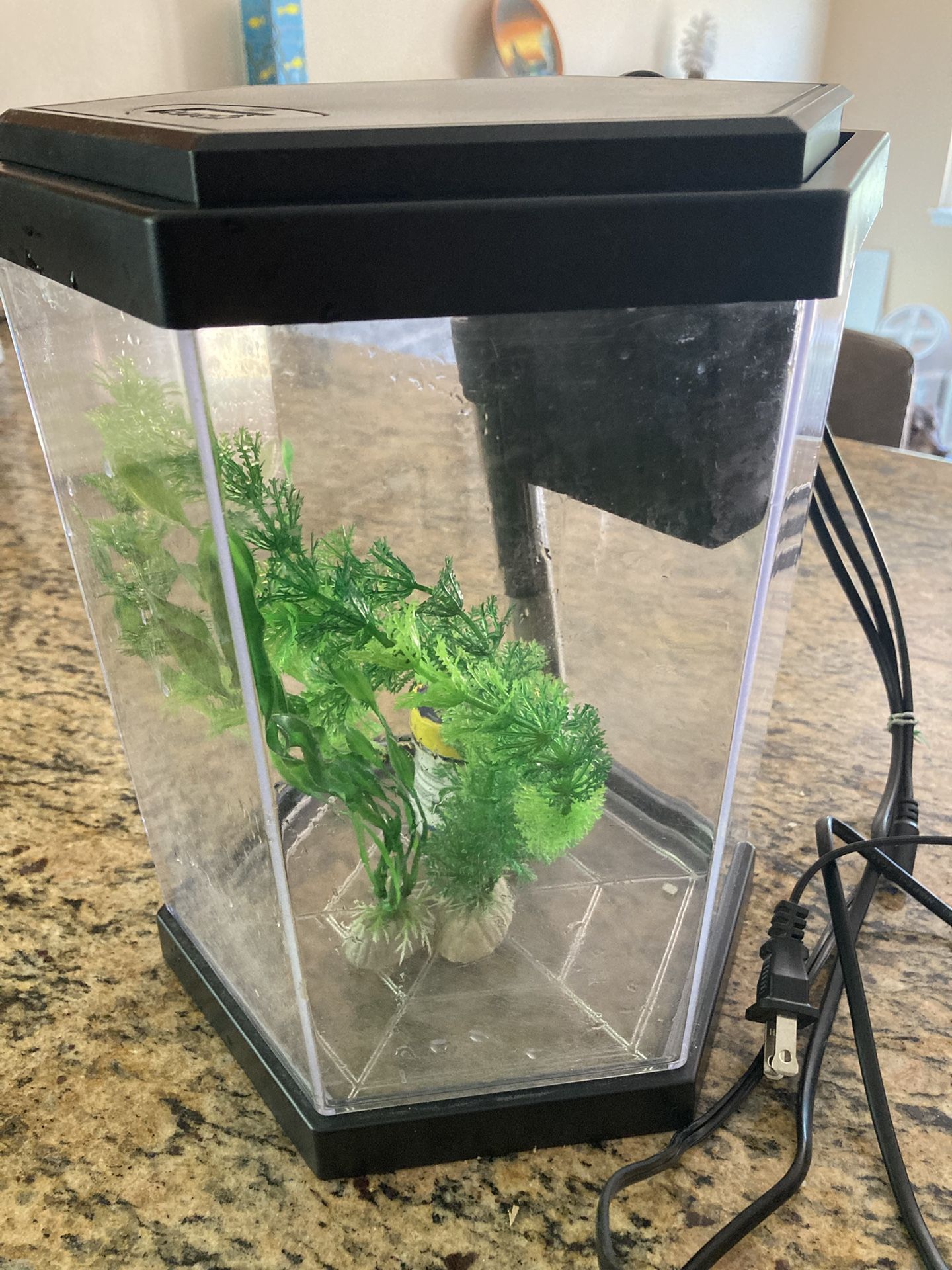 Betta 3 Gallon Fish Tank