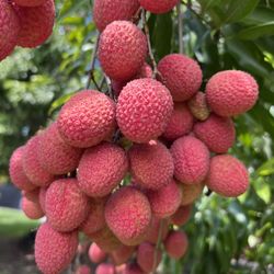 Fresh Sweet Lychees For Sale $5