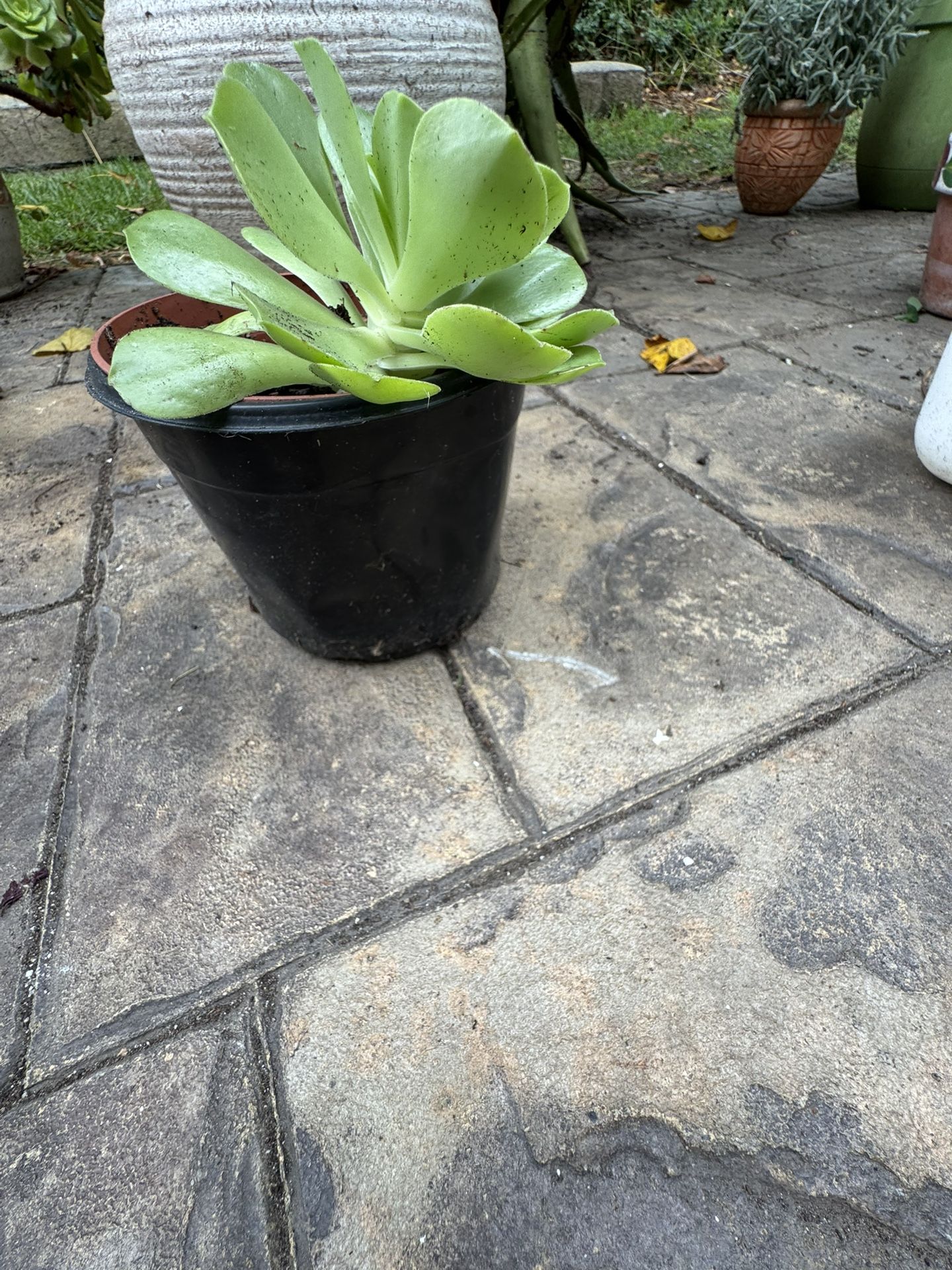Aeonium, succulent