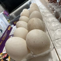 Fresh Organic Eggs! 5 A Dozen! 