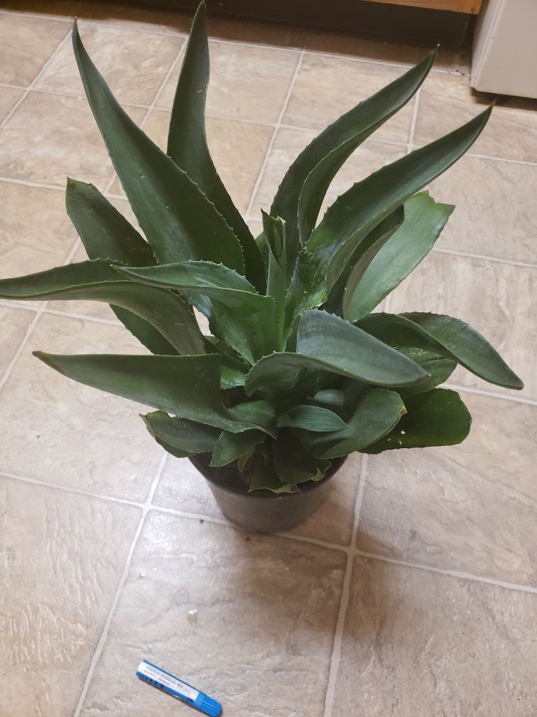 Agave plant 8"