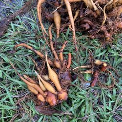 Fresh Finger Root Ginger/ Rhizome ($10 Per Lb)