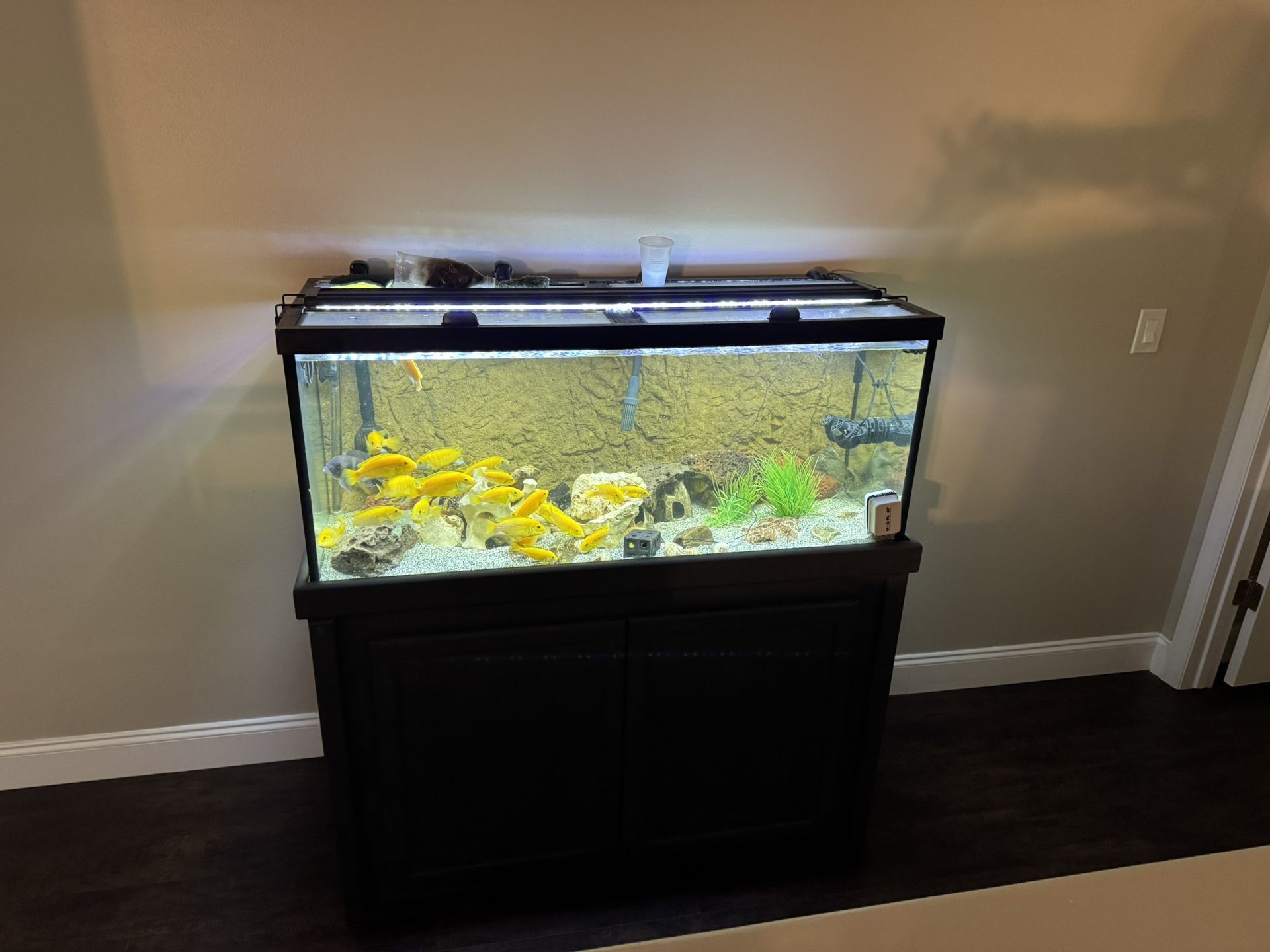 75 Gallon Aquarium