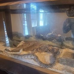 Reptile Tank 