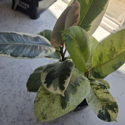 Plant