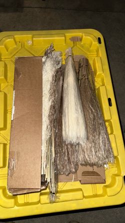 610 pcs dried pampas grass decor