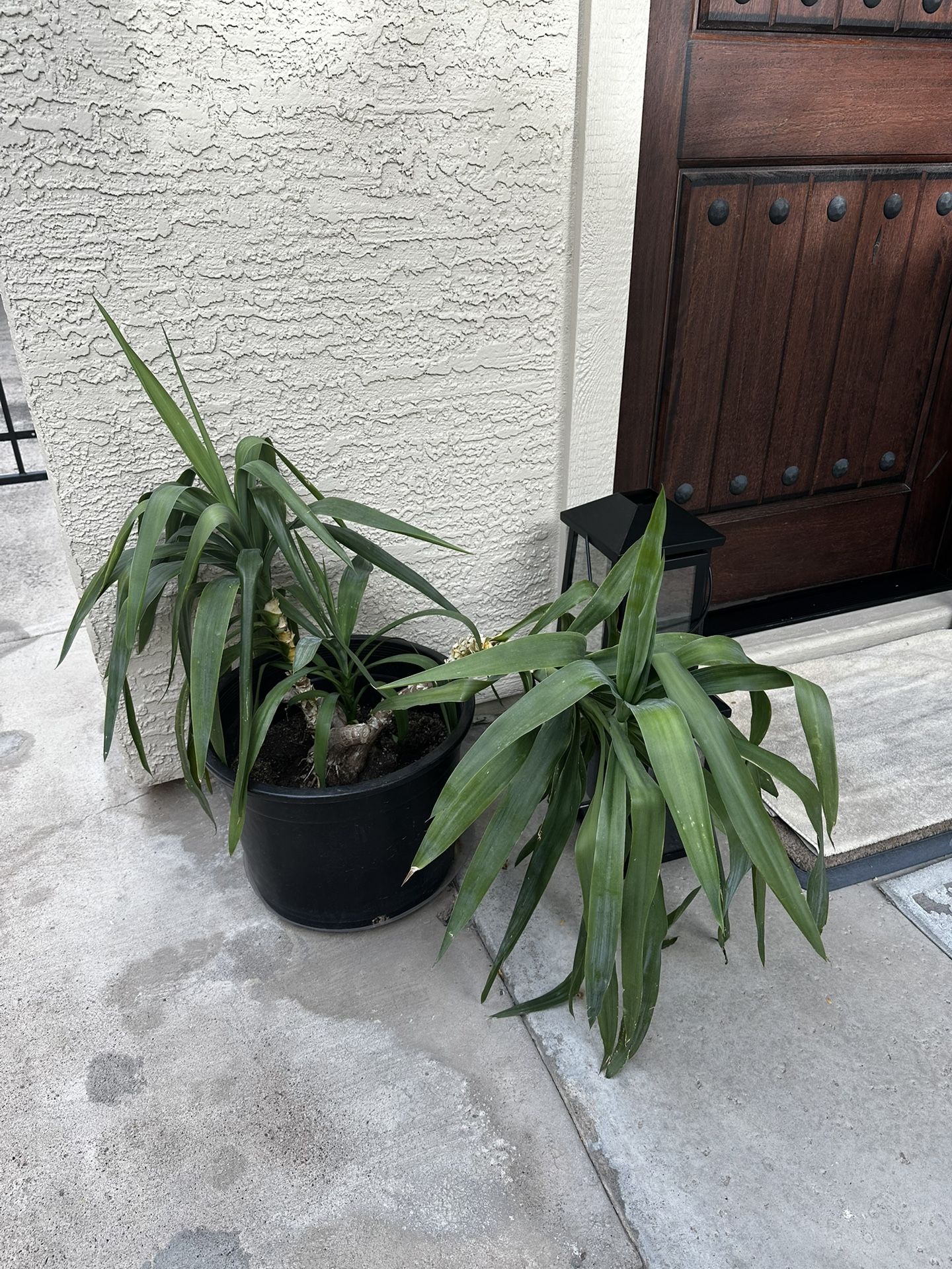 House Plant