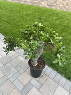 Large Jade Plant in 5 gallons Container