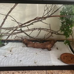 29 Gallon Tank