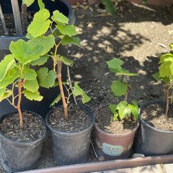 Muscat Grape Plants 
