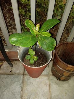 Fiddle fig