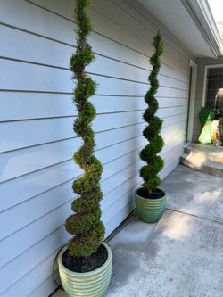 Spiral Wilma Goldcreast Spruce trees