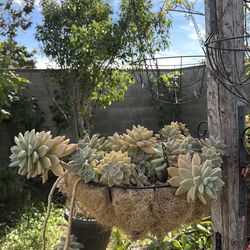 Succulent  plant /planta suculenta