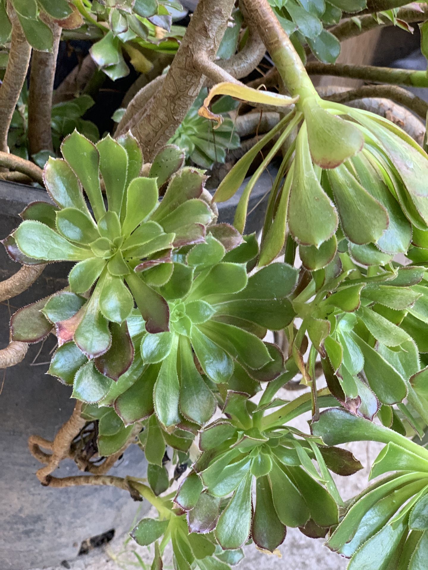 Beautiful Large Succulent Live Plant Aeonium in 5 Gallon Pot Drought Tolerant Cash only Pick up in North San Jose, By appointment only Location: lo