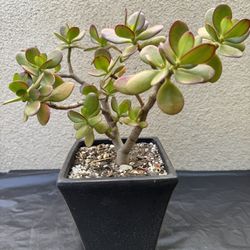 Jade Plant