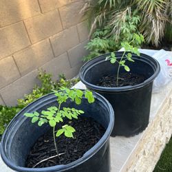Moringa 5 Gallon Plants 
