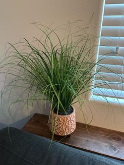 Plant
