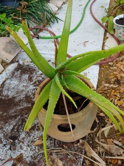 Aloe plant