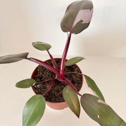 Pink Princess Philodendron PPP