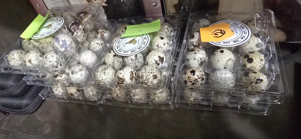 Se Venden Codornices Y Huevos de Codornices Pueden Preguntar