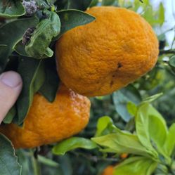 Fresh Pick Tangerines Extra Sweet $4/lb