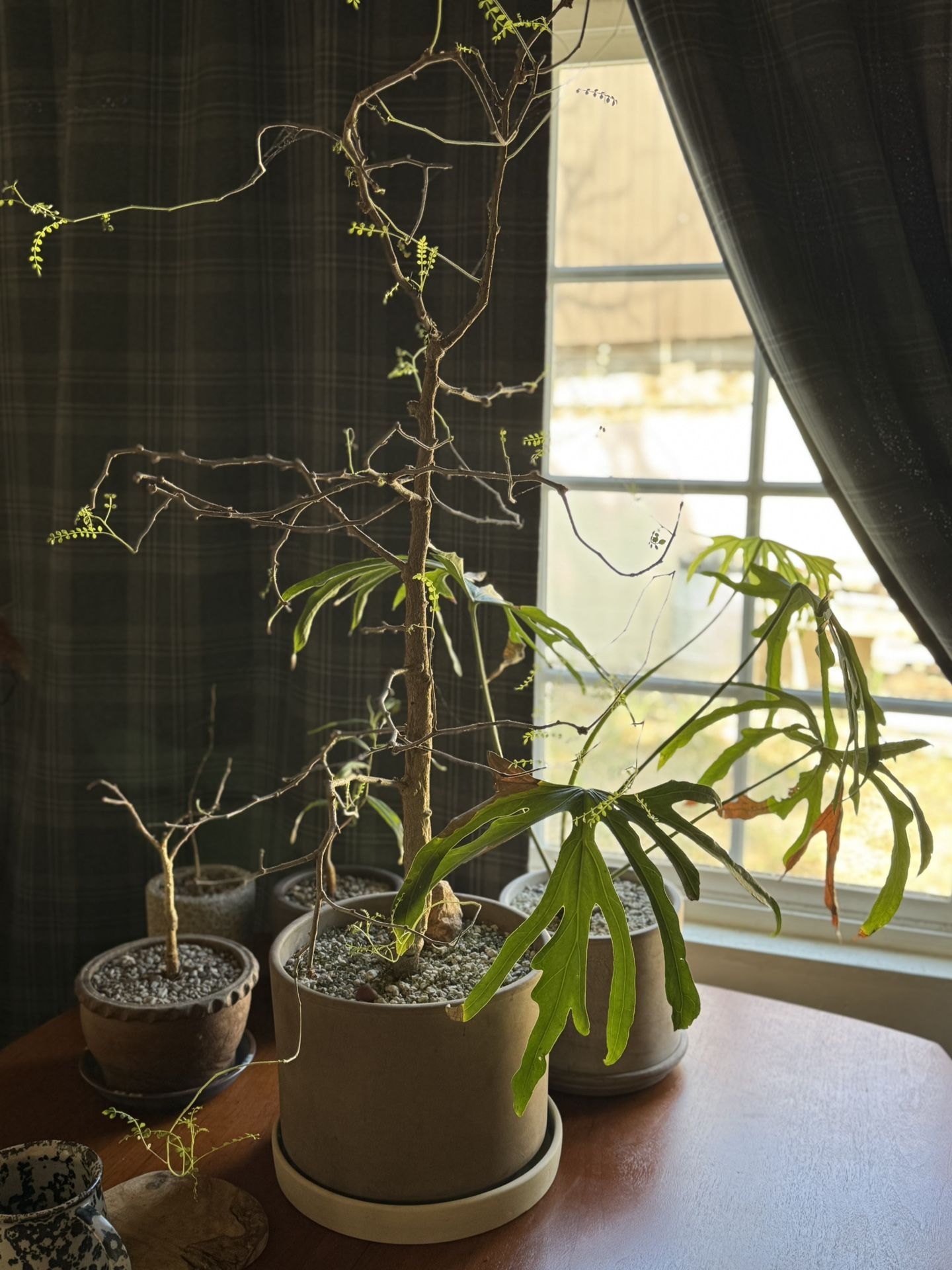 Art Deco Plants And Pots