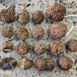 20lb Mixed Richardsons Ranch & Succor Creek Thundereggs Oregon #001