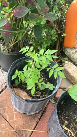 Plant