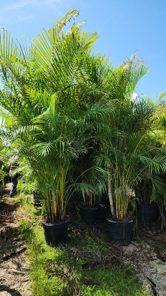 Huge Arecas Palms About 9 Feet Tall For Just $80 INSTANT PRIVACY PLANTS Green Fencing Privacy Hedges 