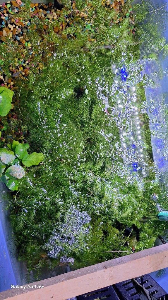 Hornwort Aquarium Live plant. Fresh Water