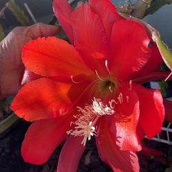 Orchid Cactus- Epiphyllum - Red Color Flower