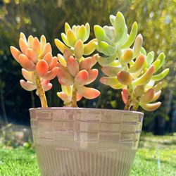 Succulent Arrangements Succulent Bonsai In A Nice Ceramic Pot 
