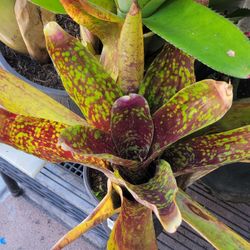 Bromeliads