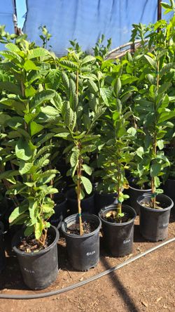 Rosa Guava Tree Seedling in Pot