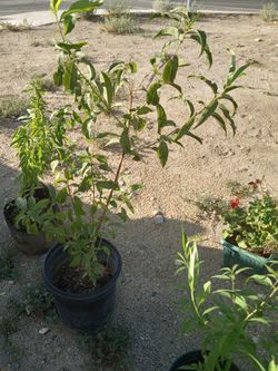 Elm Trees Peach