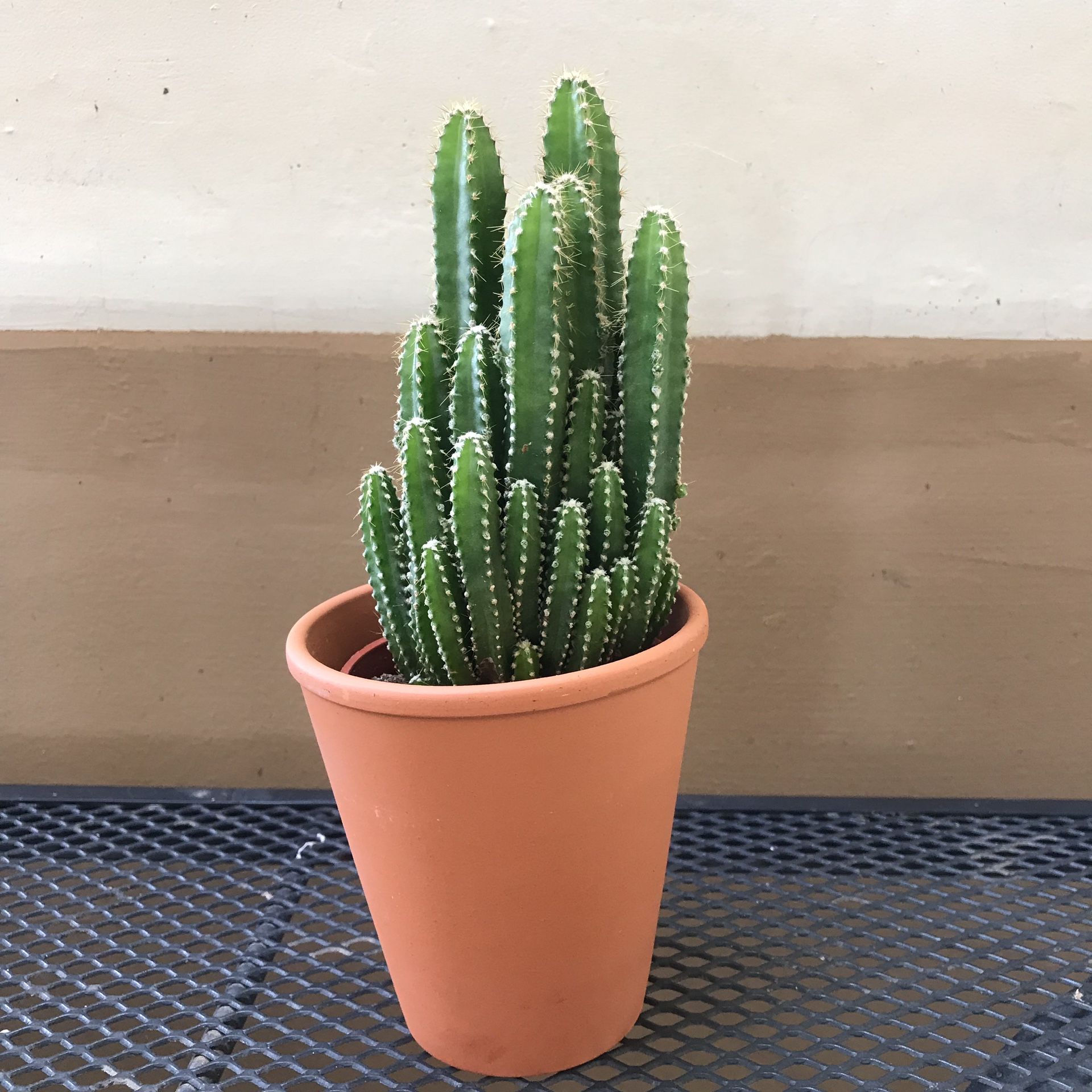 Live Fairy Tale Cactus in Terra Cotta Pot - 10.25” tall