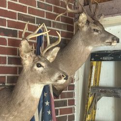 Taxidermy White Tail Bucks