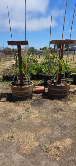 Half Wine Barrel Planter with Trellis