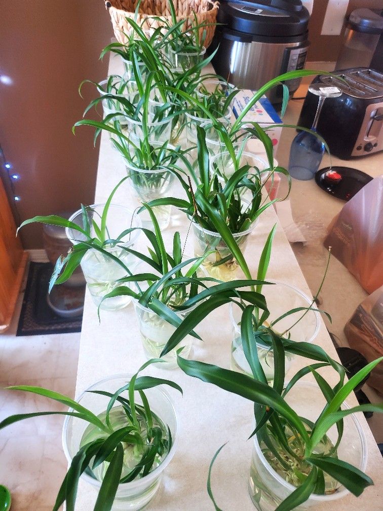 Spider Plant Clippings
