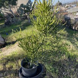 Large Mature Pencil Cactus – Healthy & Rare