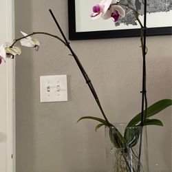 Orchid In Vase