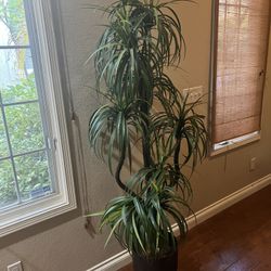 6 ft Artificial Dracaena Tree with Modern Pot – Like New