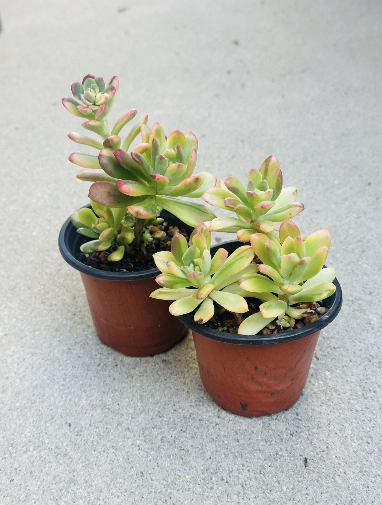 Succulents plants 🪴（2 for $5）