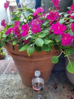 Large Impatien flowering plant in a terra cotta pot of 15"Dia x14"H