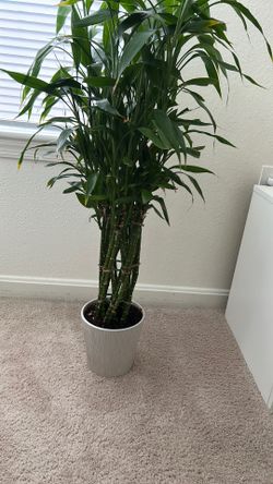 Lucky bamboo